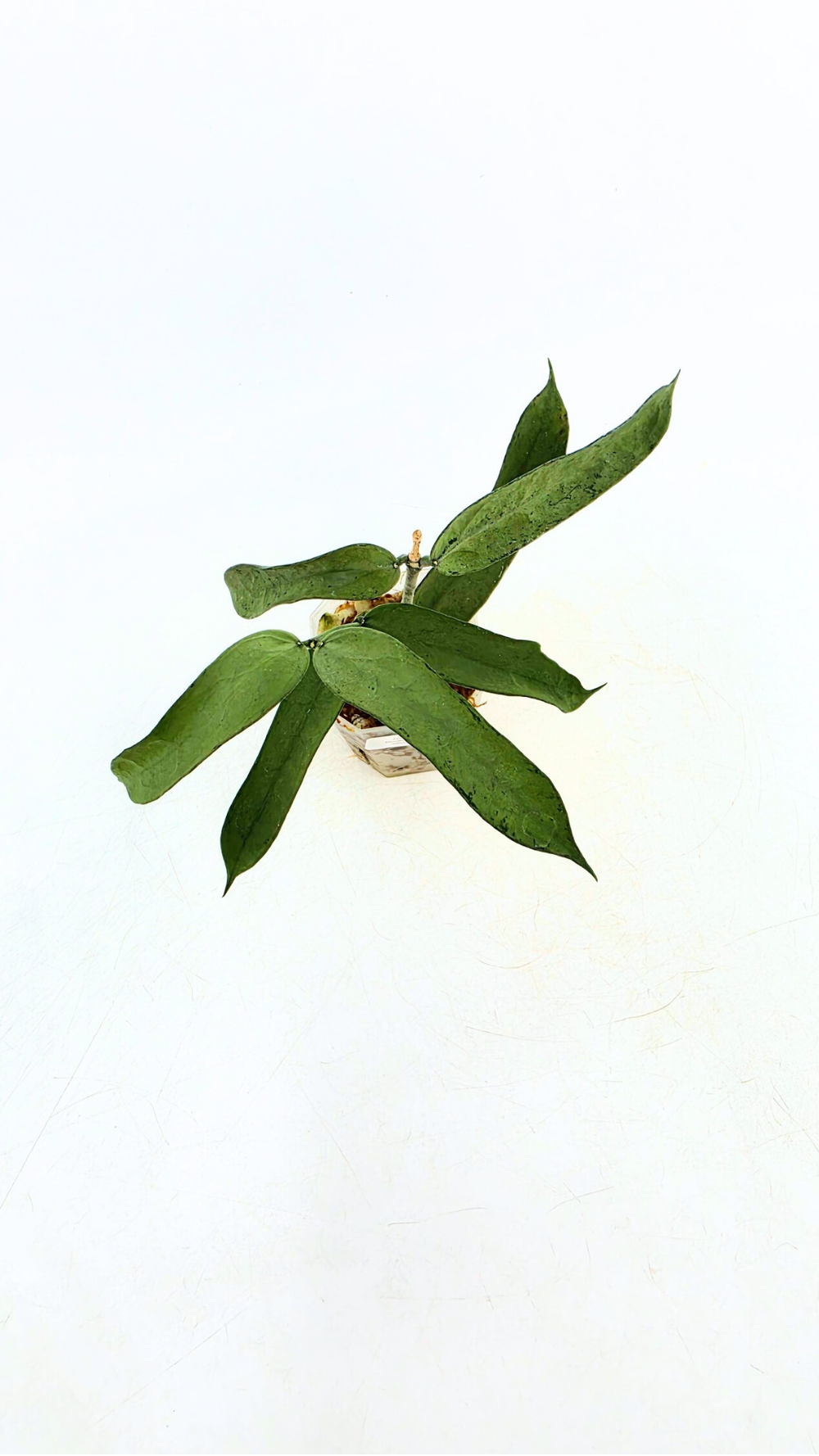 Hoya Pandurata Silver — The Leaf Gallery